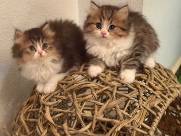 British Longhair – British  longhair – Barcelona