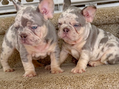 French Bulldog – frenchie pups – Newport News