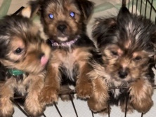 Yorkie pups