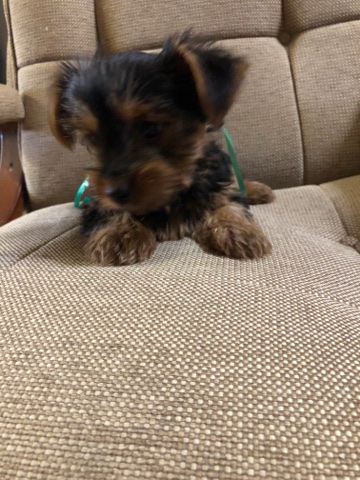 Yorkshire Terrier – yorkies