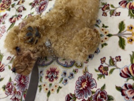 Poodle – male toy poodle for rehoming – Al Ain