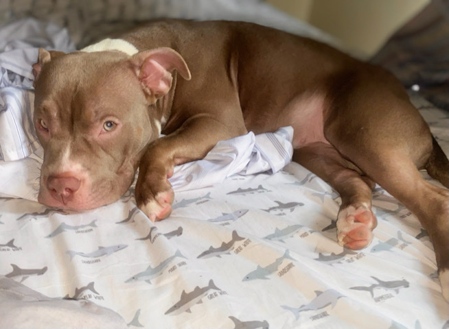 American Bulldog – sale