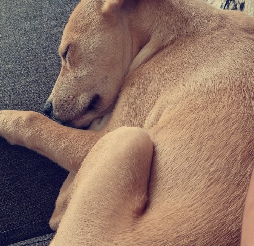 Labrador Retriever – Bella❤️
