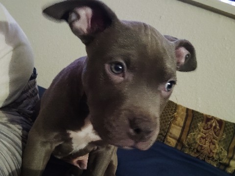 American Pit Bull Terrier – blue nose pitbull puppies – Aurora