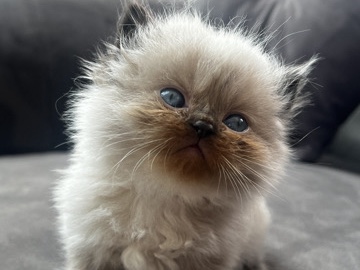Persian (Modern) – persian kitten – Croydon