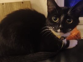 British Shorthair – Tuxedo Cat – Hemsworth