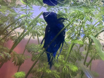 Betta – need to go asp – London