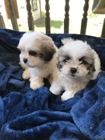 Shih Tzu – malti tzus