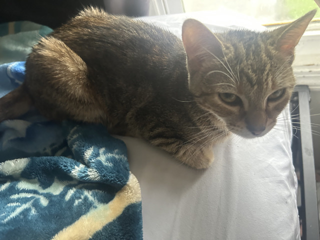 Russian White, Black and Tabby – brown tabby cats – Bloomingdale