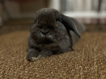 Holland Lop – Grey Holland lop bunny