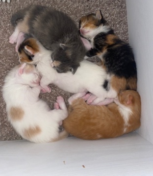 kittens for adoption