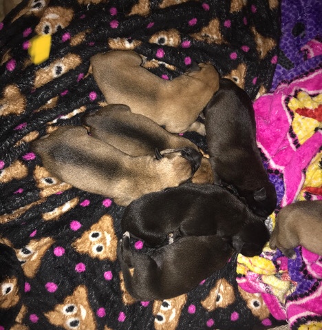 German Shepherd – German shepherd wolf pups