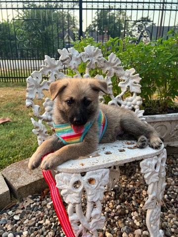 German Shepherd – German shepherd