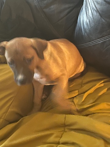 puppy name qween female