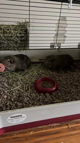 Guinea Pigs