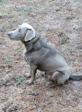 Labrador Retriever – English Lab