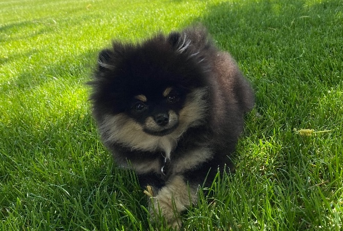 Pomeranian – Pomeranian puppies