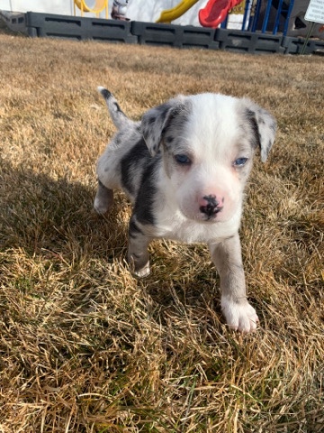 American Pit Bull Terrier – Cujo Blue Heeler Pitbull mix