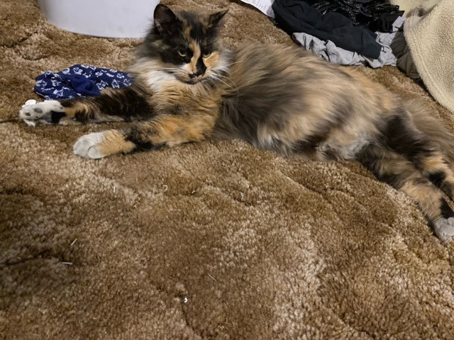 British Longhair – free momma cat – Lehighton