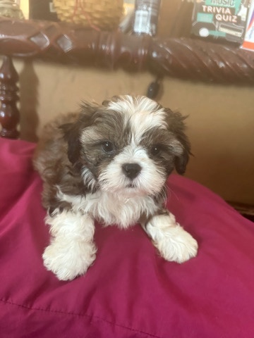 Shih Tzu – AKC Shih tzu puppies