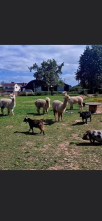 female alpacas