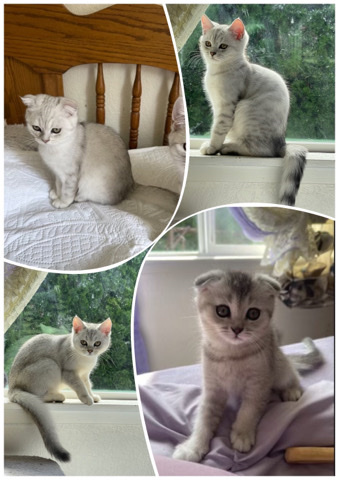 Scottish Fold – Purebred Scottish Fold/Straight Kittens