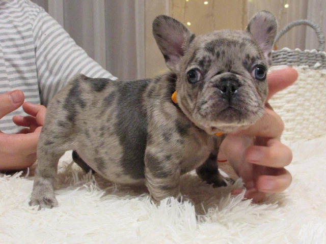 Bulldog – adorable Frenchies