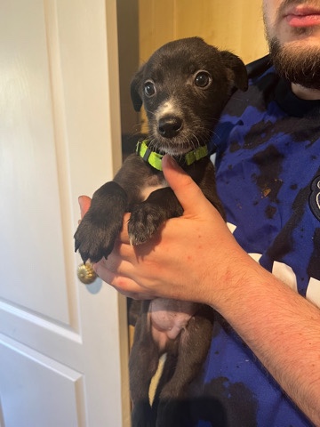 petshome%2Fadverts%2FqgVpK9559NwcSWSAJBvs%2Fmain image