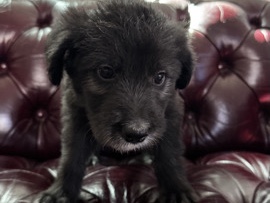 Poodle – no name mix – Las Vegas