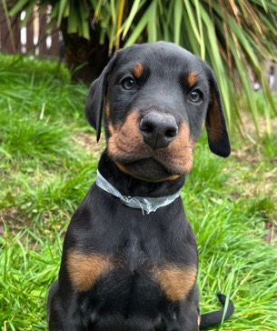 Doberman Pinscher – Doberman puppies ready now