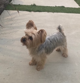 Yorkshire Terrier – selling for 700$