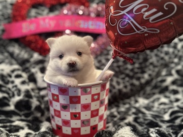 Pomsky – Pomsky Female – Oak Harbor