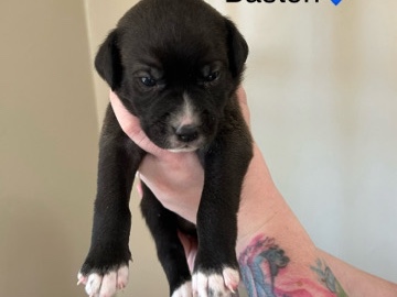 American Staffordshire Terrier – Baston