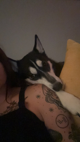 Siberian Husky – Husky Mix