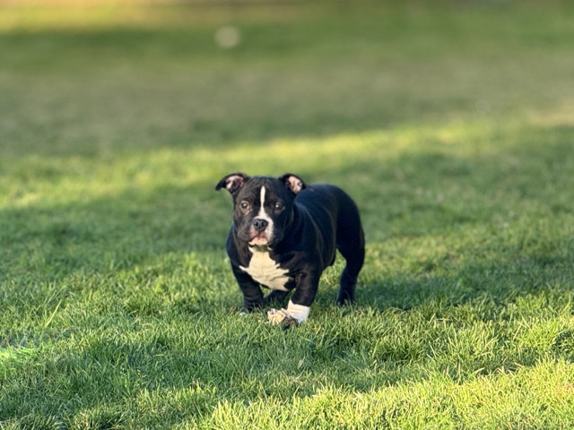 American Bulldog – American Pocket Bullies