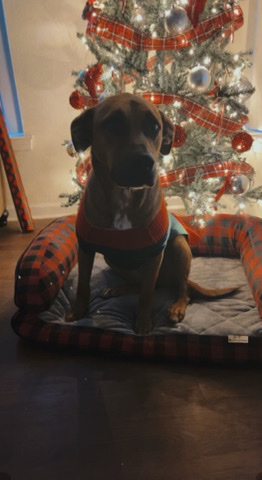 Labrador Retriever – beautiful dog needs good home desperately