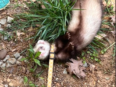 Friendly 9-Month-Old Rodent for Sale in Montevallo – Montevallo