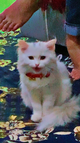 Persian (Modern) – persian cat