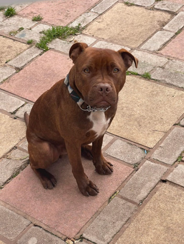 Staffordshire Bull Terrier – male staffy