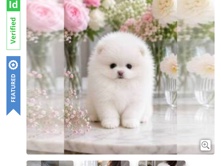 Pomeranian – Adorable Pomeranian Puppy – Ready for New Home – Los Angeles