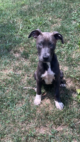 American Pit Bull Terrier – Female Pit bull