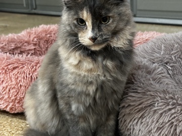 Maine Coon - Maine **** Cats available for adoption in Phoenix