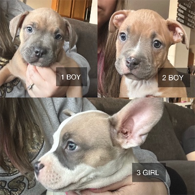 10 week old puppies for sell – Avondale