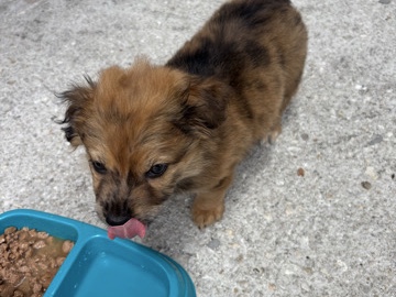 All - Pomchi for sale  available for adoption in Miami
