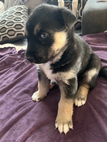 German Shepherd – German shepherd husky mix