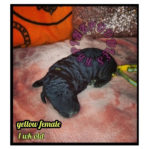 Poodle – standard poodle puppies