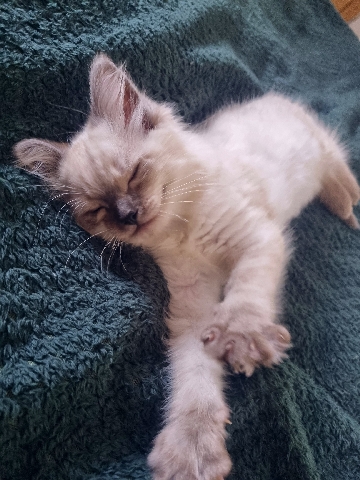 Ragdoll – Ragdolls kittens ready to go xx