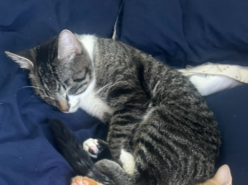American Shorthair – Chong, Friendly 3-Year-Old American Shorthair Cat for Sale in Columbus – Columbus