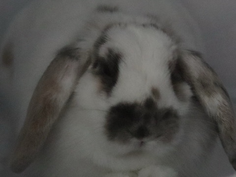 Holland Lop – Bella Rabbit – Atlanta