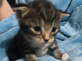 Russian White, Black and Tabby – baby kittens – Bradford